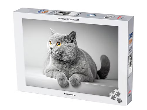 British Shorthair Cat